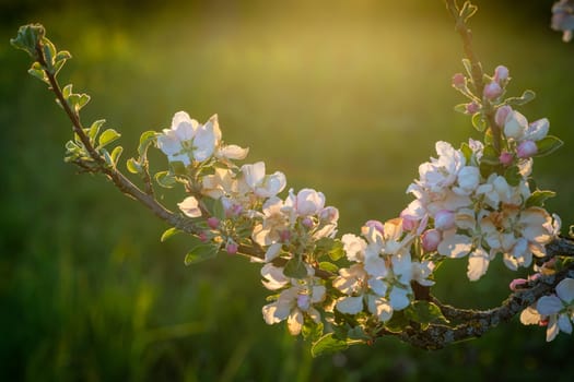 Apple tree twig with white flowers in back lit