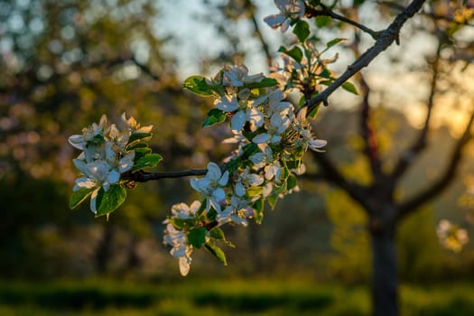 White flowers apple tree in sun back lit