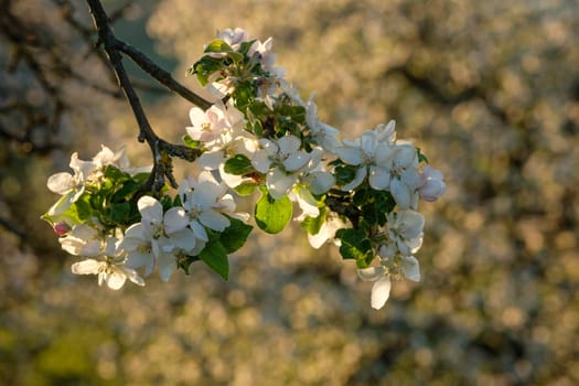 White flowers of an apple tree in spring