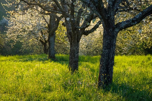 Fruit trees in flower in back lit of spring
