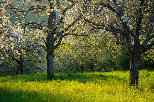 Orchard with fruit trees in flower in spring