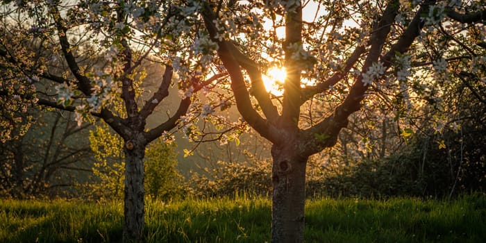 Morning sun between fruit trees scenery