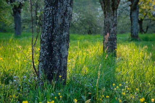 Old fruit tree bark with green meadow landscape