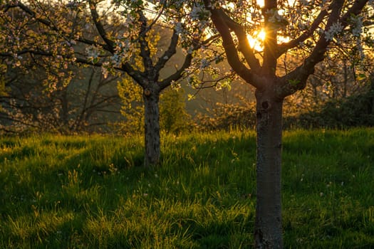Horticulture fruit trees in back lit of morning sun
