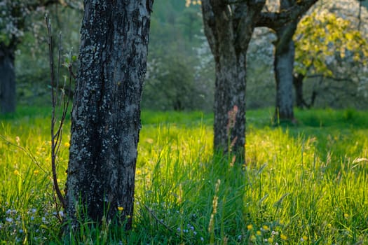 Apple tree trunks on a green meadow in spring