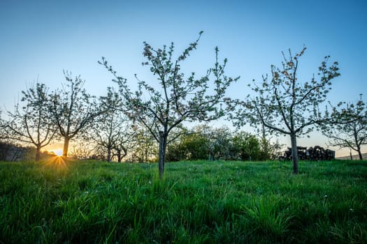 Sunrise back lit with apple trees in spring