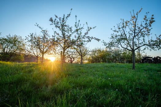 Beautiful sunrise with sunbeams with flowering apple trees in spring