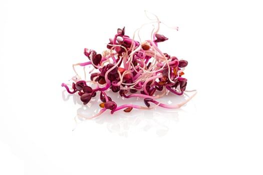 Purple cabbage sprouts close-up white isolated