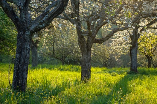 Apple trees in a orchard in spring back lit
