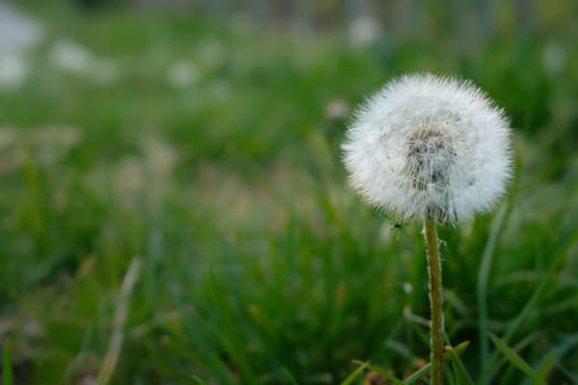 Dandelion blowball on green meadow close-up