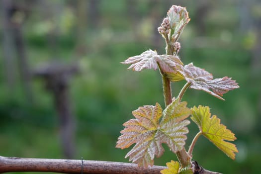 Bud with green leaves at a vine plant