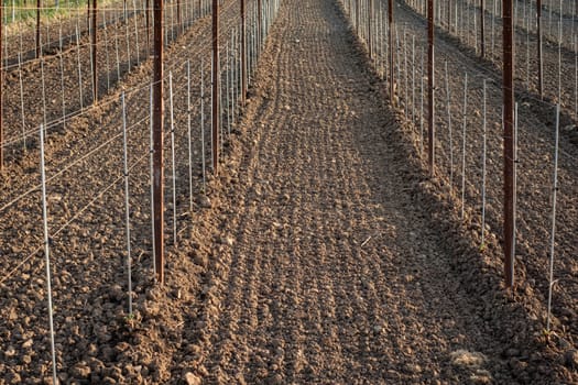 New planted vineyard soil