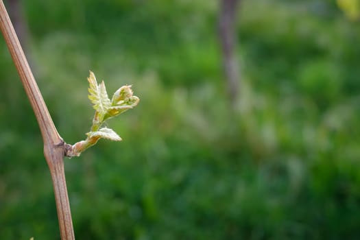 Vine twig with new bud and little leaves