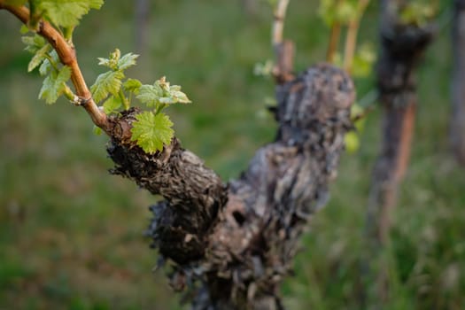 Budding at a gnarled vine with leaves