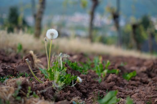 Blowball dandelion close-up in a vineyard