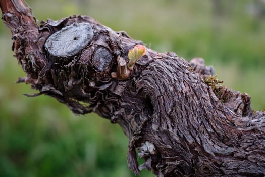 Gnarled vine with bud in spring close-up
