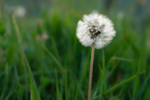 Blowball dandelion on green meadow close-up