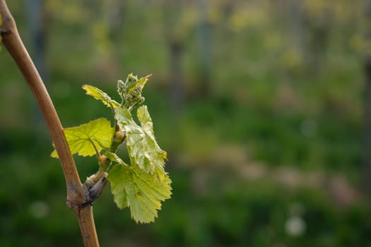 Bud and leaves at a vine close-up