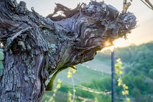 Old gnarled vine with bark and lichen close-up