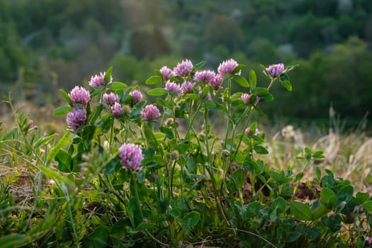 Clover with pink flowers on a green meadow