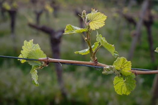 Vine with buds in spring close-up