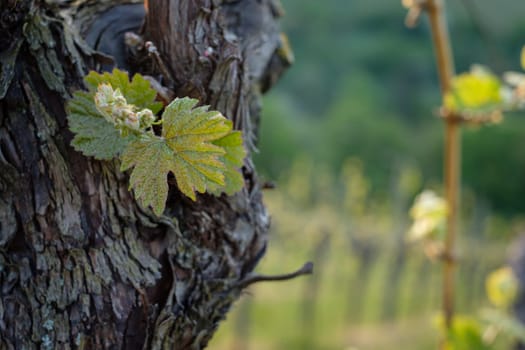 Leave budding at a vine close-up