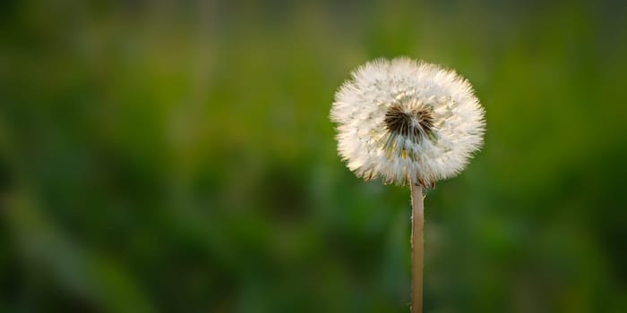 Blowball of a dandelion with bokeh close-up