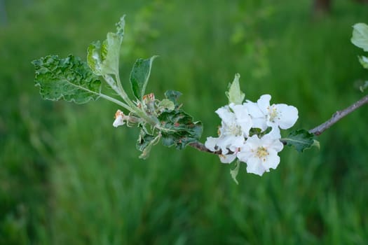 Apple tree twig with Flowers and leaves close-up