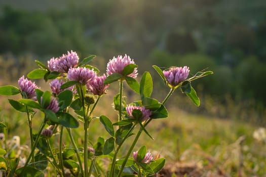 Clover blossom in back lit sunlight