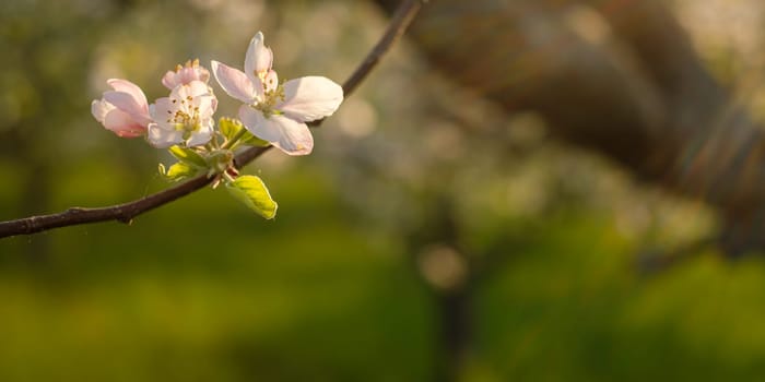 Apple tree flowers close-up in spring