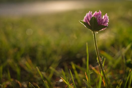 Clover flower close-up on green meadow