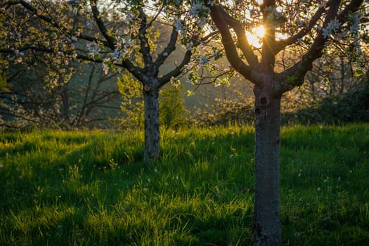 Apple trees in flower in back lit morning sun