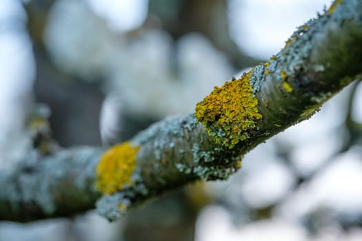 Yellow lichen at a apple tree branch close-uip