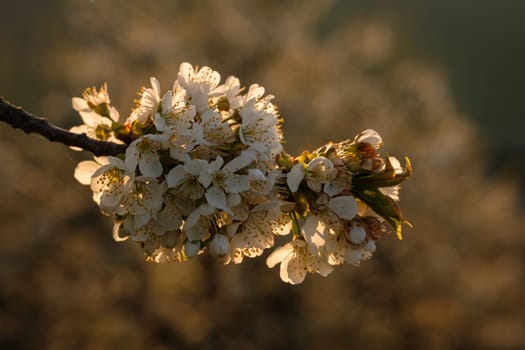 Cherry flowers at a tree branch in back lit close-up