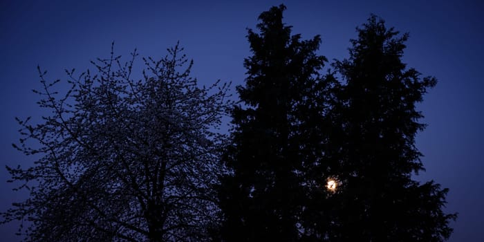 Moon is shining trough trees in the dark night