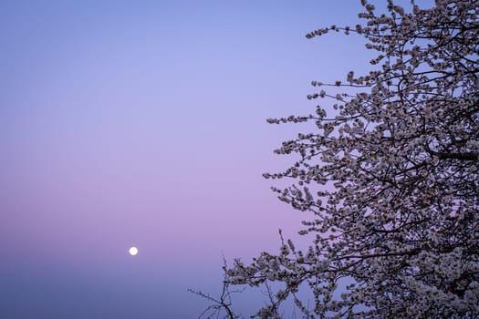 Fruit tree with flowers and moon in dawn twilight