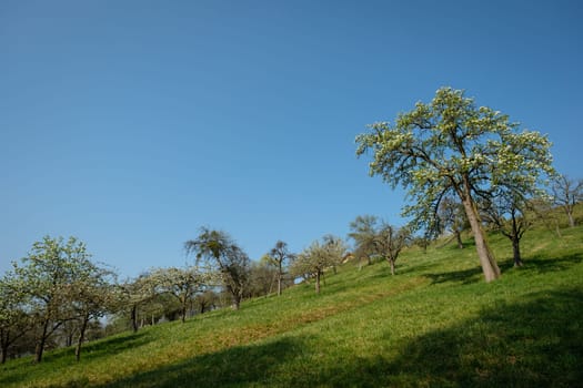 Fruit trees on green meadow and blue sky landscape