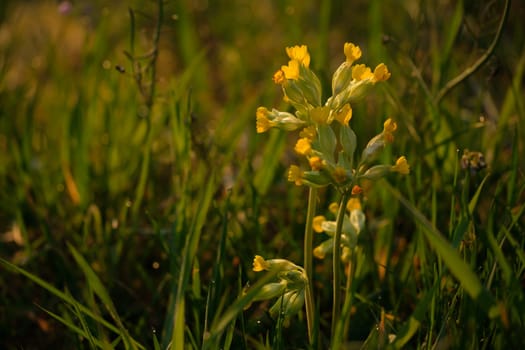 Yellow flower of primrose or cowslip close-up