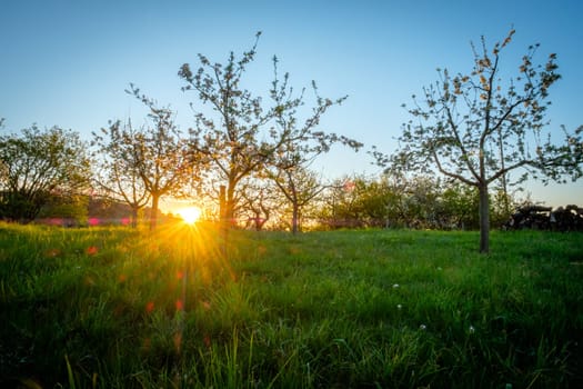 Sunbeams and flares in sunrise between fruit trees in springtime