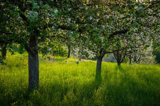 Fruit tree meadow in spring in back lit
