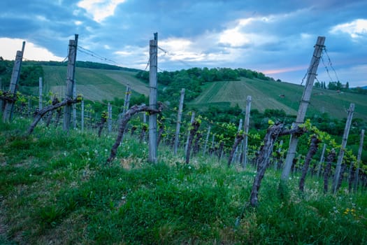 Vineyard with dark grey clouds in the sky landscape