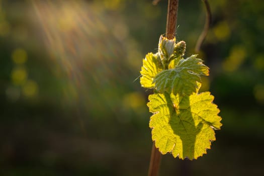 Vine bud with young leaves in back lit of sun with flarex