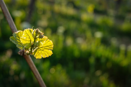 Budding with green leaves at a vine close-up