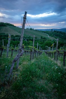 Vine in vineyard with clouds in the sky vertical format