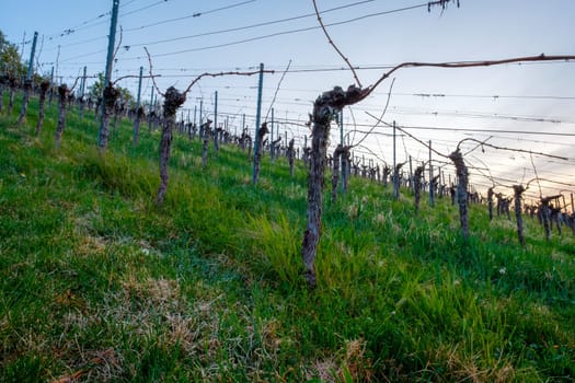 Grapevines in a vineyard in dawn