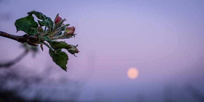 Apple tree branch with leaves and buds in moonlight dawn