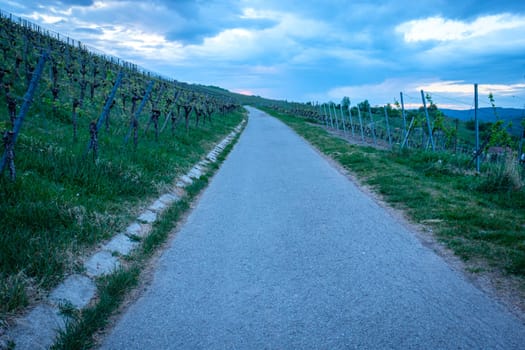 Road in vineyard with grey clouds in the sky