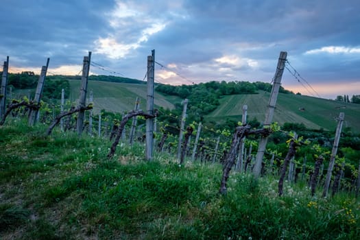 Vineyard scenery in spring with dark clouds in the dawn