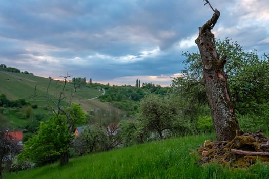 Dead tree trunk landscape with grey clouds in spring