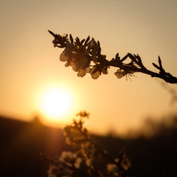 Fruit tree branch with flowers in back lit close-up
